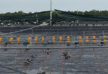 Application of bottom-lining net and cover net technology in giant freshwater prawn and black tiger shrimp farming techniques