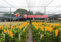  Tips for Choosing Shade Netting for Orchids
