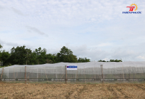 Constructing Fruit Fly Net Houses in Ninh Thuan and Important Considerations