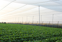 Why should we use greenhouses in agriculture?