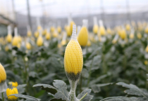 Thai Viet Flower Net - The Trusted Choice of Da Lat Farmers