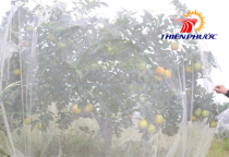 Insect netting for fruit trees