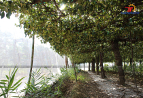 Why Should You Use Insect Netting for Apple Orchards?