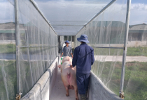 The Importance of Mosquito Nets for Livestock Farms