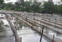 Sharing Tips for Building Effective Frog Ponds