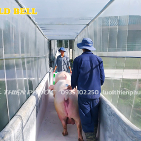 Sử dụng lưới mùng – Giải pháp kết hợp ngăn chặn dịch tả lợn Châu Phi