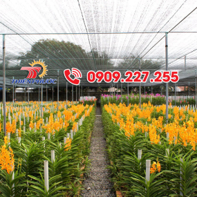 Kinh nghiệm chọn lưới che nắng cho lan 