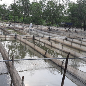 Chia sẻ kinh nghiệm làm vèo nuôi ếch hiệu quả