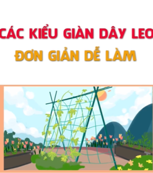 Các kiểu giàn dây leo ĐƠN GIẢN DỄ LÀM