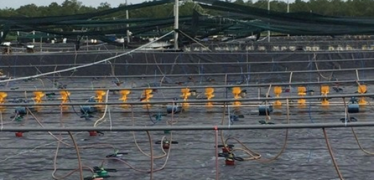 Application of bottom-lining net and cover net technology in giant freshwater prawn and black tiger shrimp farming techniques