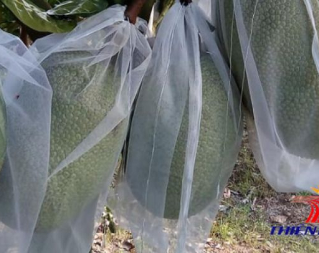 Lưới chắn côn trùng cho mít