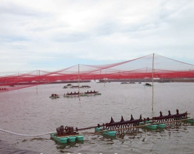 Lưới chắn chim cho ao cá, tôm