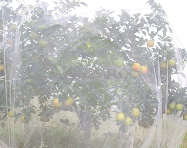 Lưới mùng cho cây
