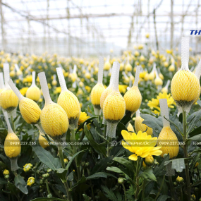 Ứng dụng Lưới bao hoa 