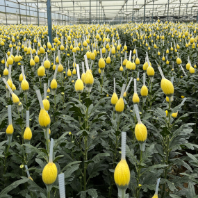 Kỹ thuật trồng và chăm sóc cúc đóa