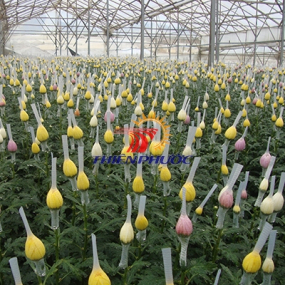 Lưới Bao Hoa