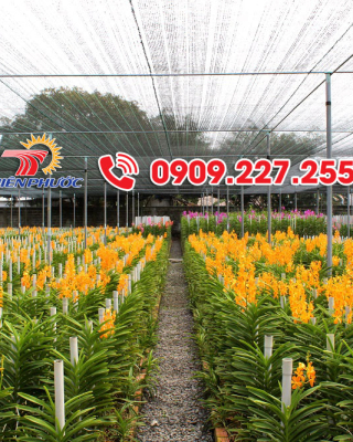 Kinh nghiệm chọn lưới che nắng cho lan 