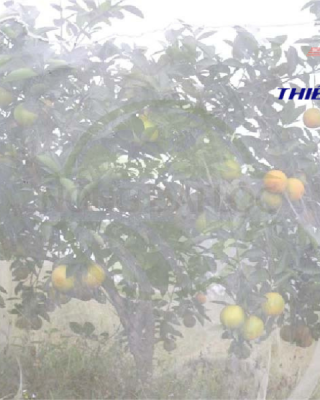 Lưới mùng trùm cây ăn quả