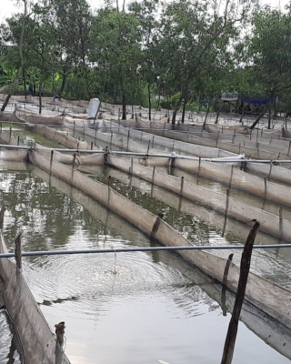 Chia sẻ kinh nghiệm làm vèo nuôi ếch hiệu quả