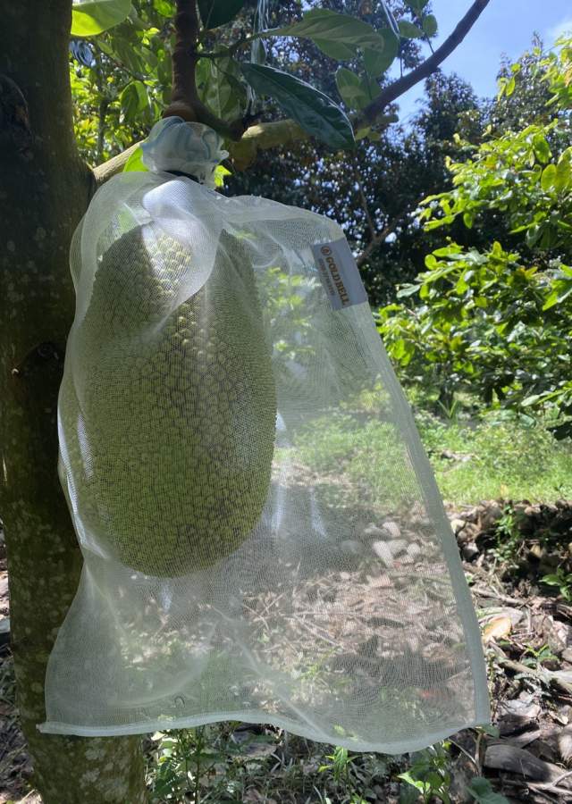 Lưới Mùng Bao Bọc Trái Cây